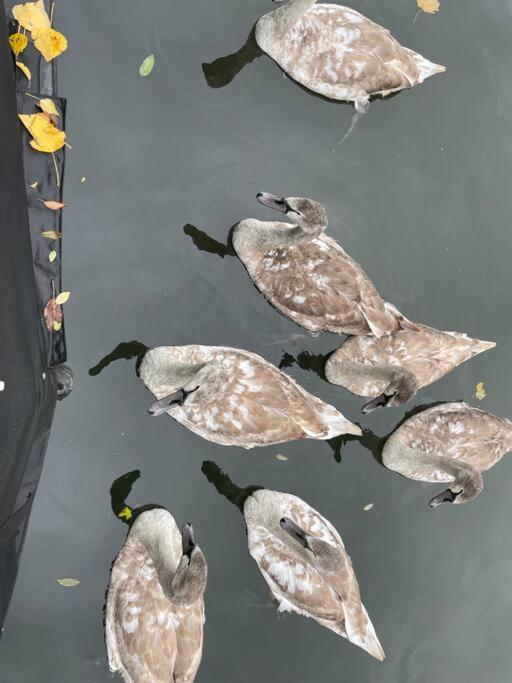 מלון לונדון Comfy Canal Boat In Little Venice For Family & Friends מראה חיצוני תמונה